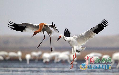 白鹤的鹤怎么组成语 20171205105609079299220.jpg