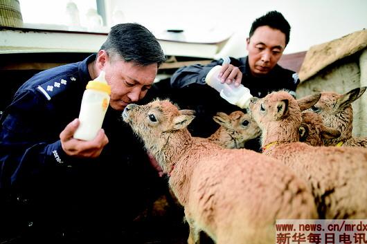 秋培紮西:接过父辈的枪,继续可可西里巡山