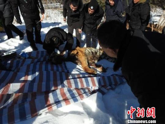 黑龙江伊春现受伤雄性东北虎 目前已被成功救治