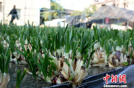 探访“中国水仙花之乡”：祖辈留下来的，要传承发展好