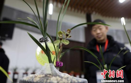 千盆皖产兰花合肥争奇斗艳