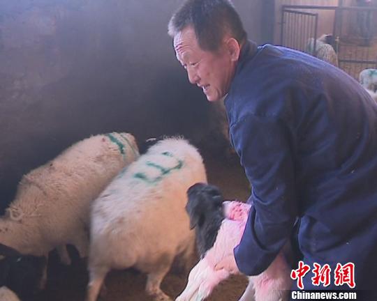 新疆吉木萨尔县养羊“土专家”架起群众致富桥