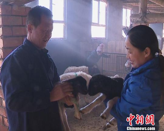 新疆吉木萨尔县养羊“土专家”架起群众致富桥