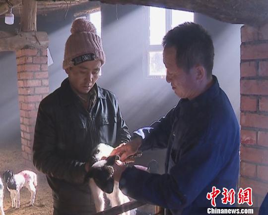新疆吉木萨尔县养羊“土专家”架起群众致富桥
