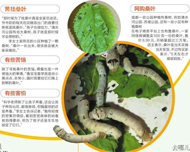 科学课让孩子养蚕并观察 家长苦恼:桑叶9元钱500克
