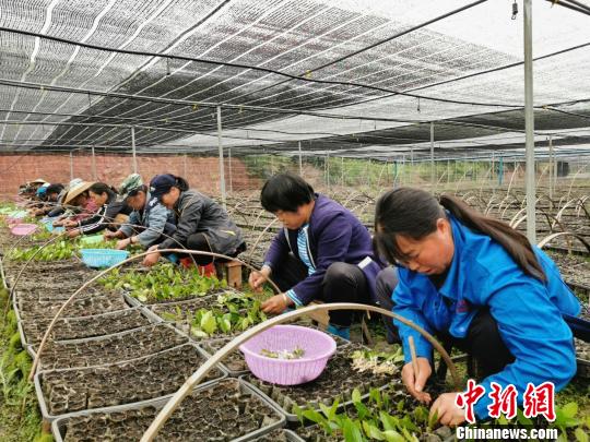 湖南辰溪煤矿由“黑”转“绿”  村民家门口脱贫增收