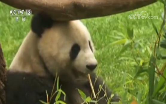 旅美22年的大熊猫“白云”即将携子回国