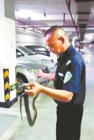 小区业主在地下车库遭遇一条蛇 保安迅速赶至拿下
