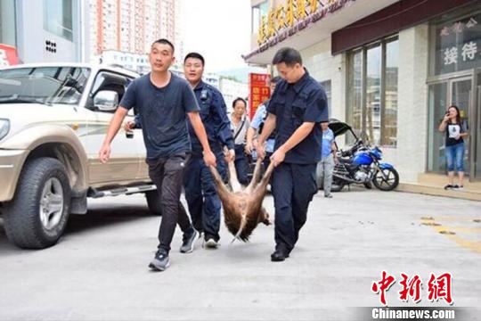 一头野猪闯进四川南江县城 特警合围将其击毙