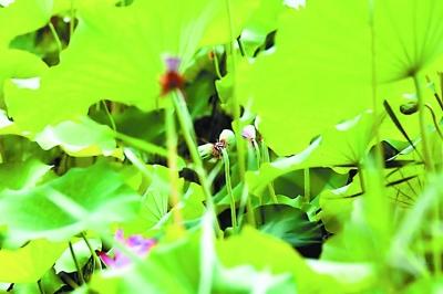 并蒂莲疑被盗？圆明园：并未失踪
