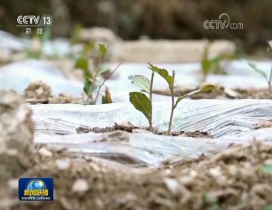 安吉白茶生根西部 先富帮後富 共奔小康路