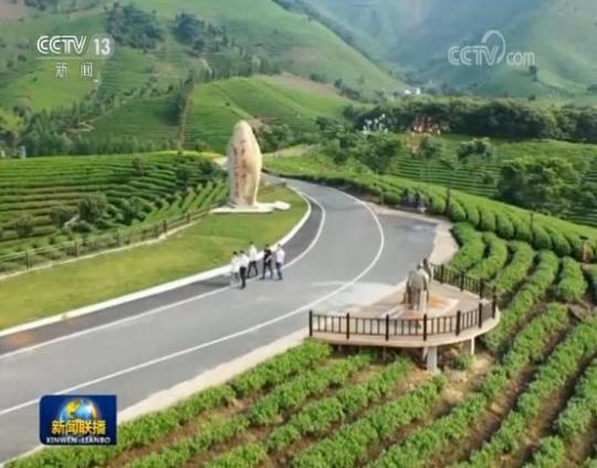 安吉白茶生根西部 先富帮後富 共奔小康路