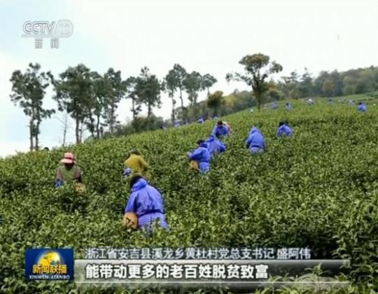 安吉白茶生根西部 先富帮後富 共奔小康路
