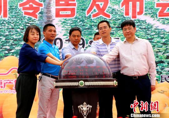 甘肃民勤大漠蜜瓜飘香上市 众电商助力进千家万户餐桌