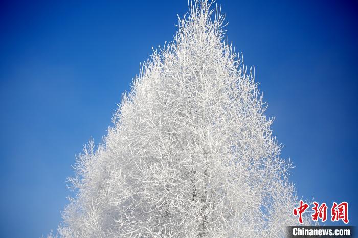 最低温-38.3℃ “中国最冷小镇”呼中现雾凇美景